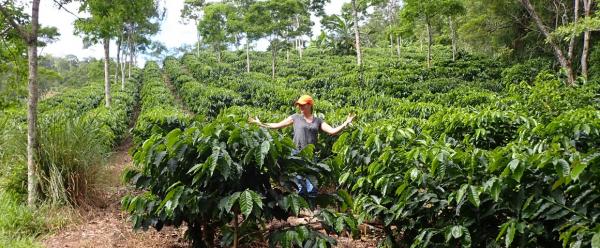 Plantation de café en agroforesterie au Nicaragua © B. Bertrand, Cirad